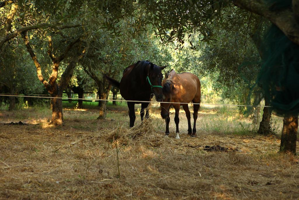 Agriturismo Il Pozzo Casal Velino Exteriör bild